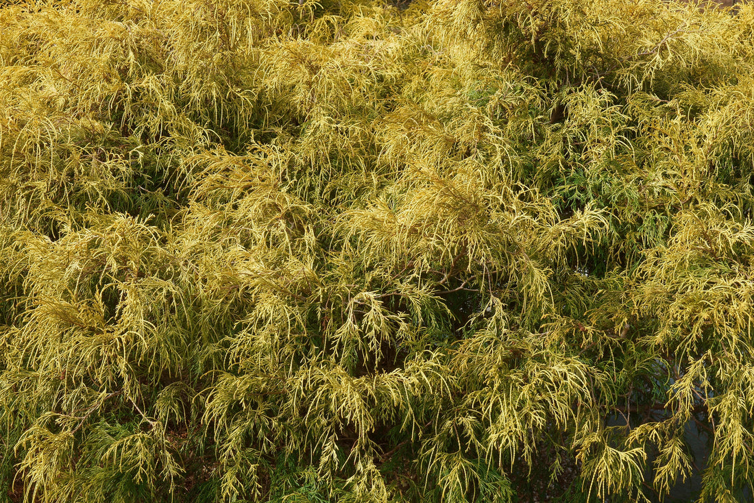 CHAMAECYPARIS PISIFERA GOLDEN MOPS / GOLDEN MOP THREADLEAF FALSECYPRESS