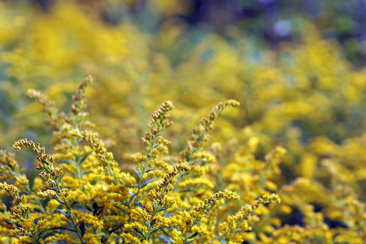 SOLIDAGO CAESIA / BLUESTEM GOLDENROD