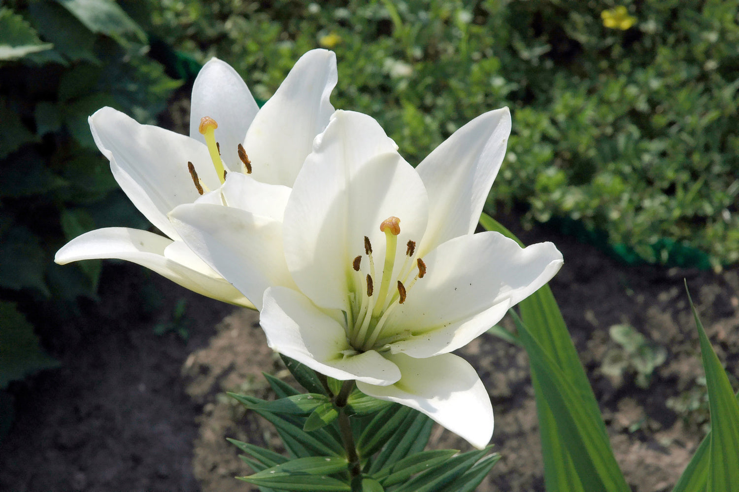 LILIUM X TINY CRYSTAL / DWARF ASIATIC LILY