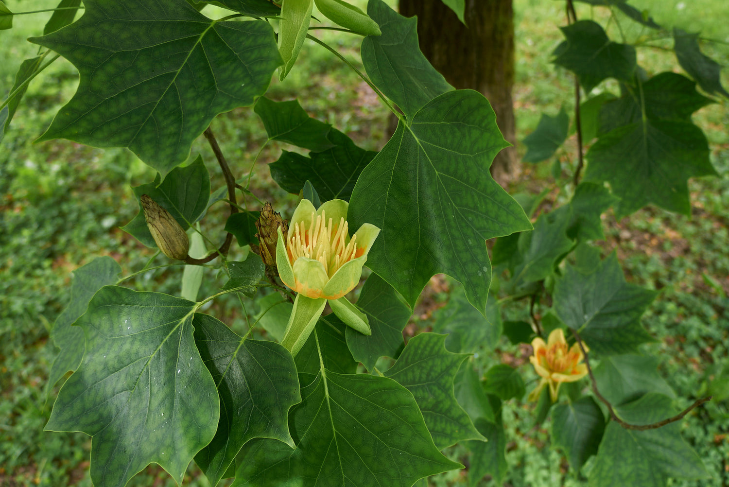 LIRIODENDRON TULIPIFERA / TULIP TREE