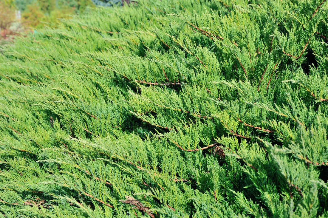JUNIPERUS CHINENSIS SHIMPAKU / SHIMPAKU JUNIPER