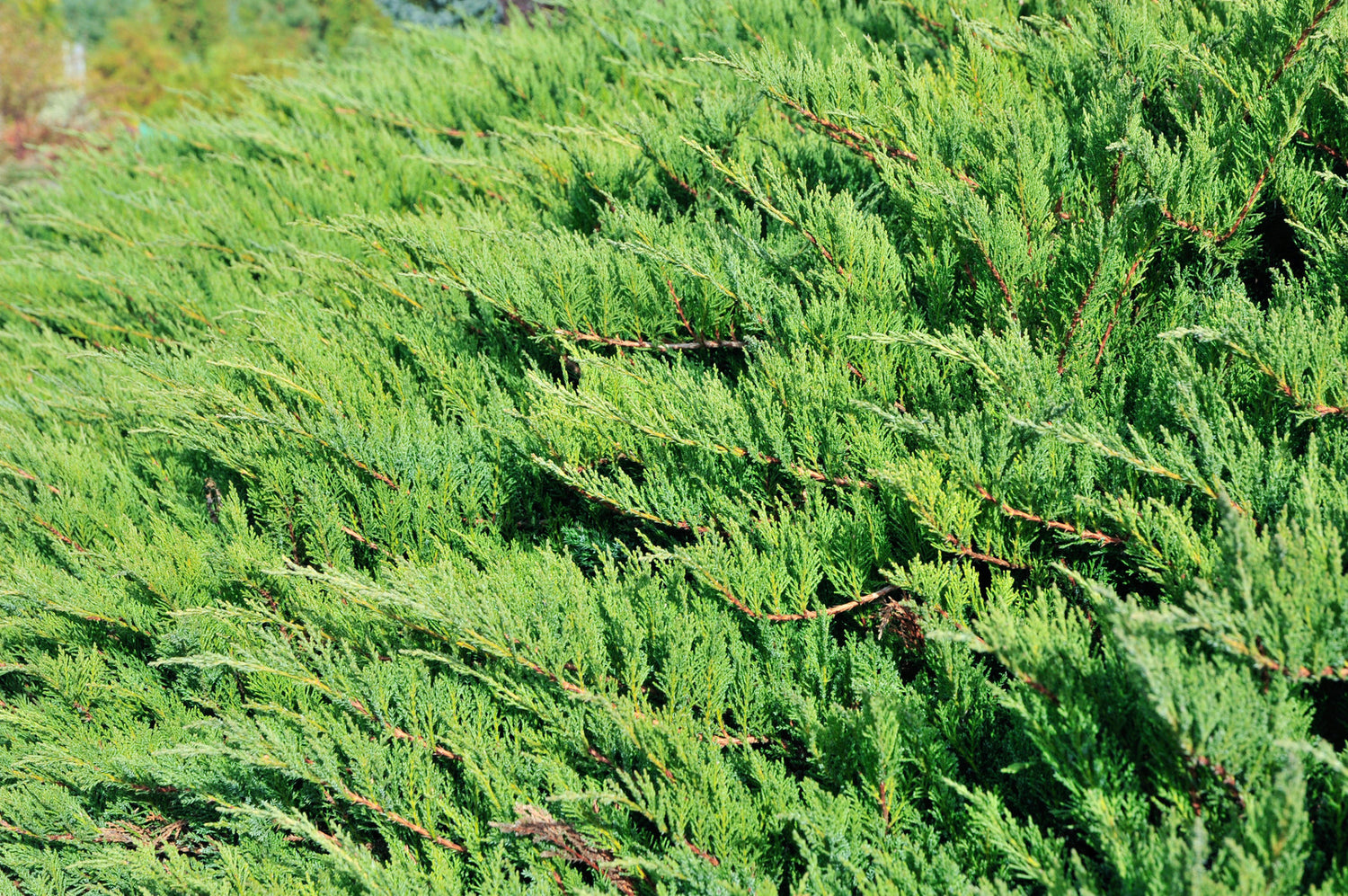 JUNIPERUS CHINENSIS SHIMPAKU / SHIMPAKU JUNIPER