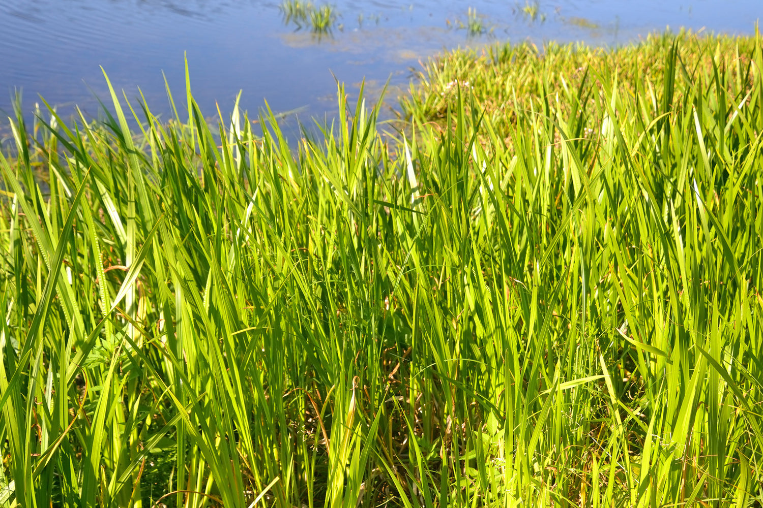 CAREX VULPINOIDEA / FOX SEDGE