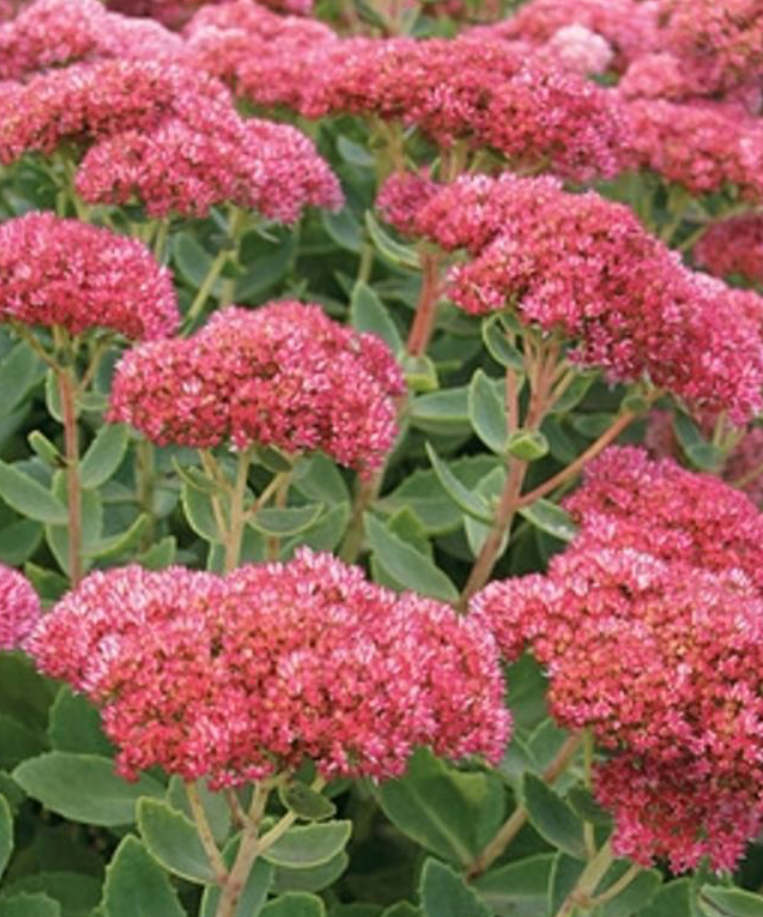 SEDUM SPECTABILE AUTUMN FIRE / SHOWY STONECROP