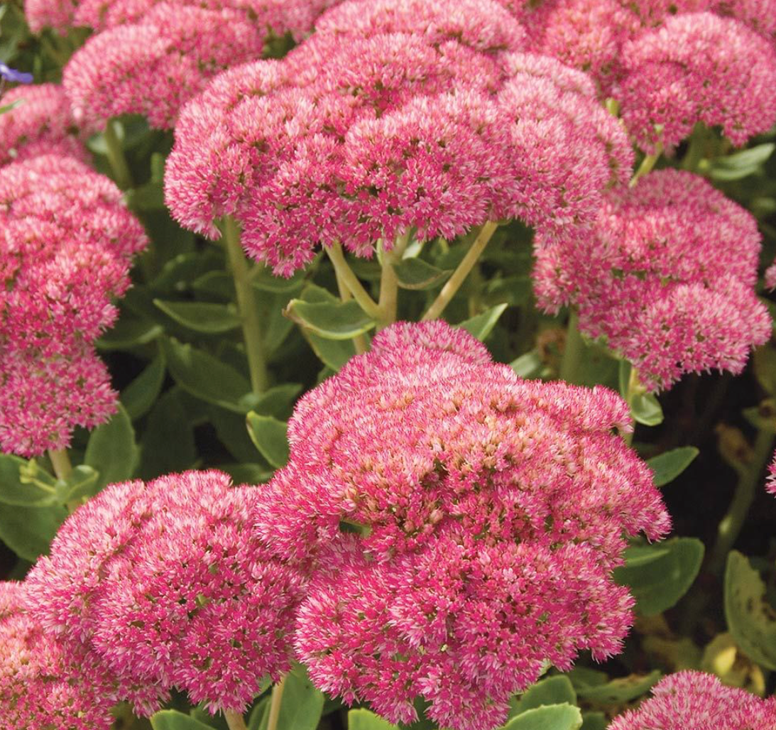 SEDUM SPECTABILE AUTUMN JOY / AUTUMN JOY STONECROP