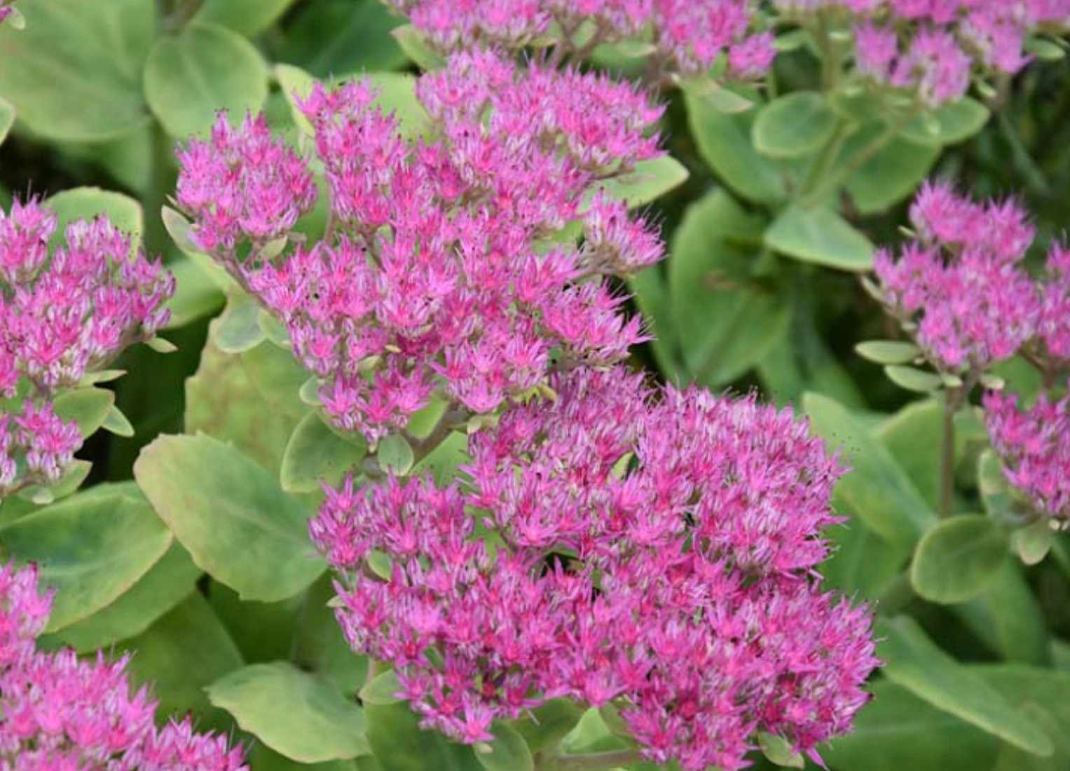 SEDUM SPECTABILE BRILLIANT / SHOWY STONECROP
