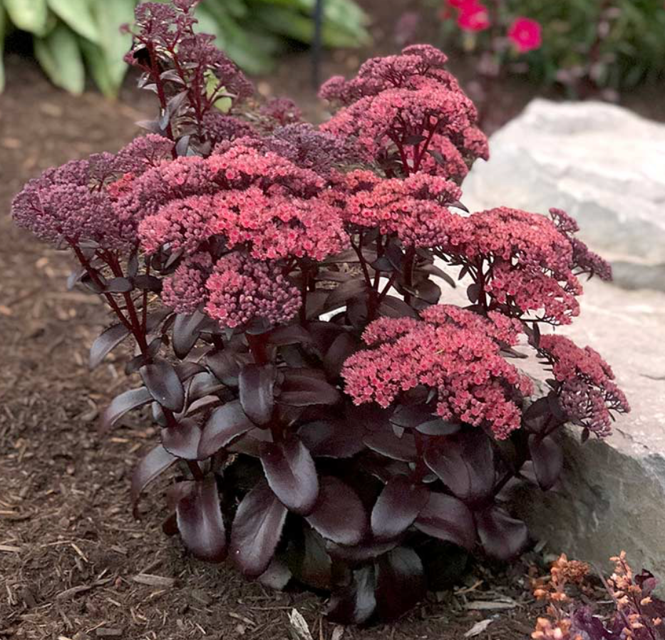 SEDUM TELEPHIUM DARK MAGIC / STONECROP
