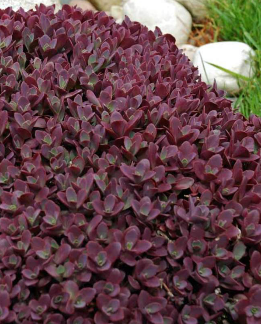 SEDUM X FIRECRACKER / STONECROP
