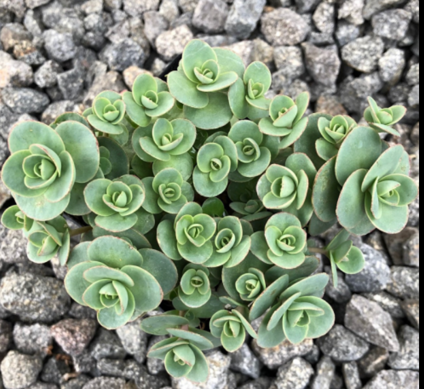 SEDUM X LIME ZINGER / STONECROP