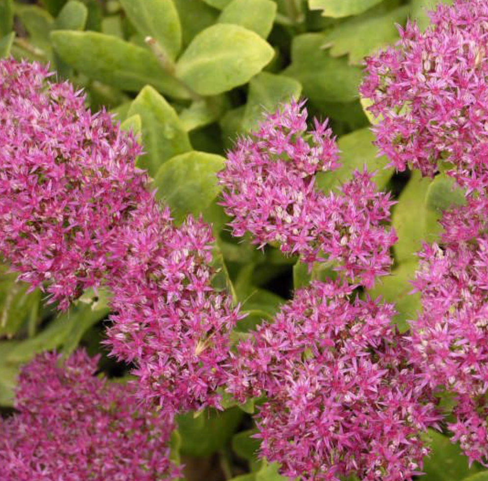 SEDUM SPECTABILE NEON / STONECROP
