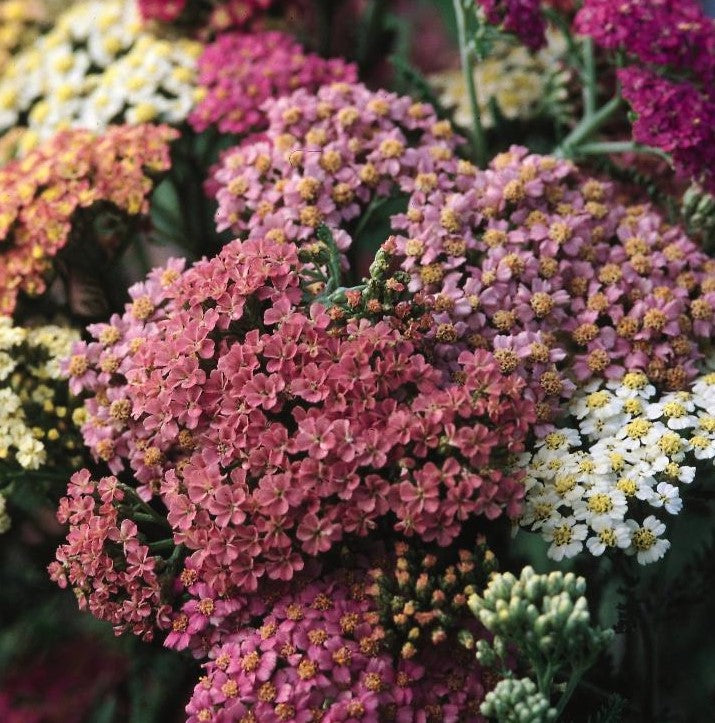 ACHILLEA MILLEFOLIUM SUMMER PASTELS / YARROW