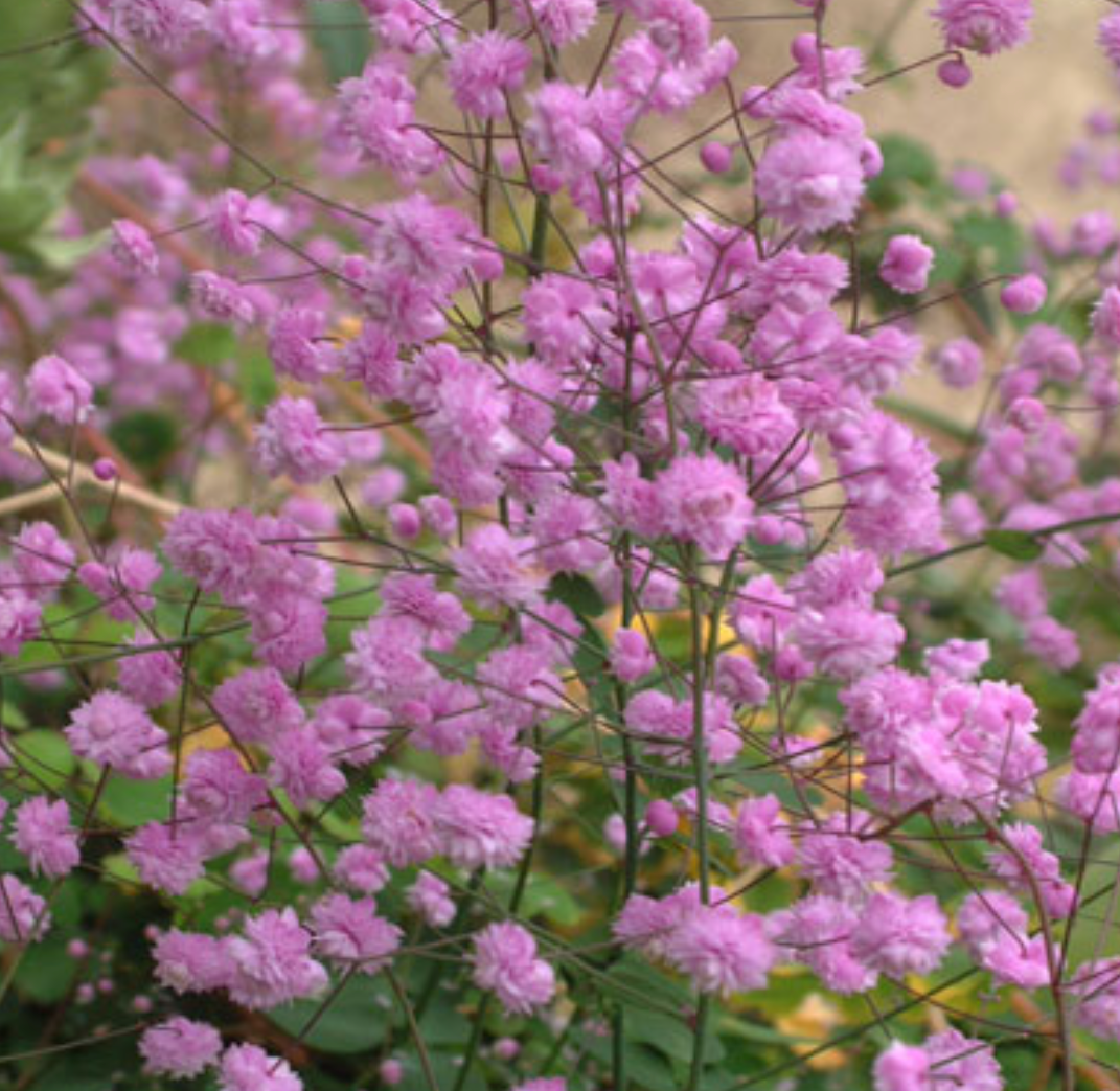 THALICTRUM DELAVAYI HEWITT&