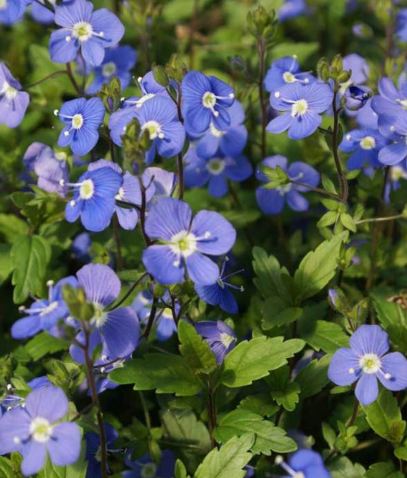 VERONICA PEDUNCULARIS GEORGIA BLUE / SPEEDWELL