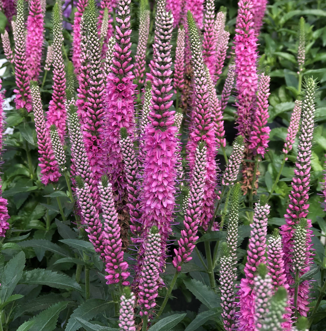 VERONICA X MAGIC SHOW PINK POTION / SPIKE SPEEDWELL – Diggin it Nursery