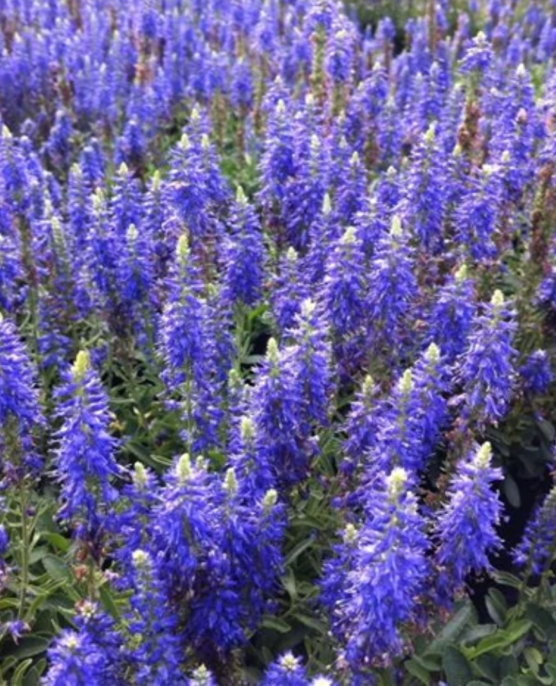 VERONICA X BLUE BOMB / SPEEDWELL