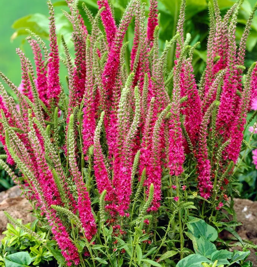 VERONICA SPICATA RED FOX / RED FOX SPEEDWELL