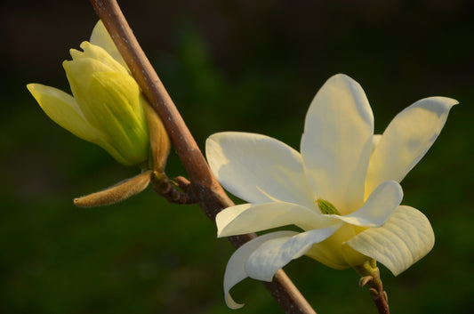 MAGNOLIA X BROOKLYNENSIS YELLOW BIRD / YELLOW BIRD MAGNOLIA